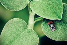 Интерьерная печать